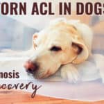Torn ACL in Dogs: Signs, Symptoms, Surgery Options