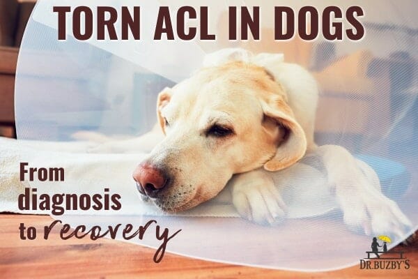 Torn Acl In Dogs Signs Symptoms Surgery Options Dr Buzby S Toegrips For Dogs