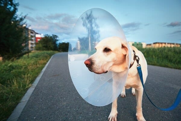 Labrador Retriever wearing a cone after surgery for torn ACL in dogs