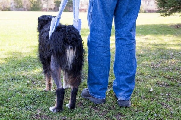 Dog with assistive device around back end to aid in walking.