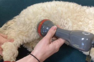Dog Torn ACL Treatment Without Surgery: A Rehab Vet's Approach - Dr ...