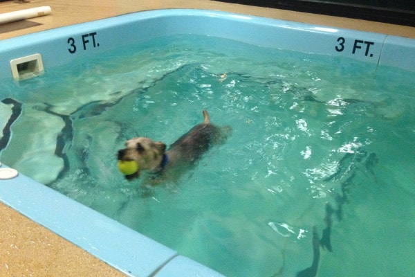Tumbles swimming in a dog pool as part of his therapy for a torn ACL 