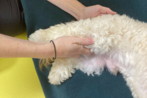Dog Torn ACL Treatment Without Surgery: A Rehab Vet's Approach - Dr
