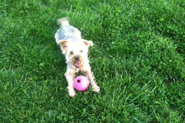 Tumbles, a dog who suffered an ACL injury, laying in the grass with a toy