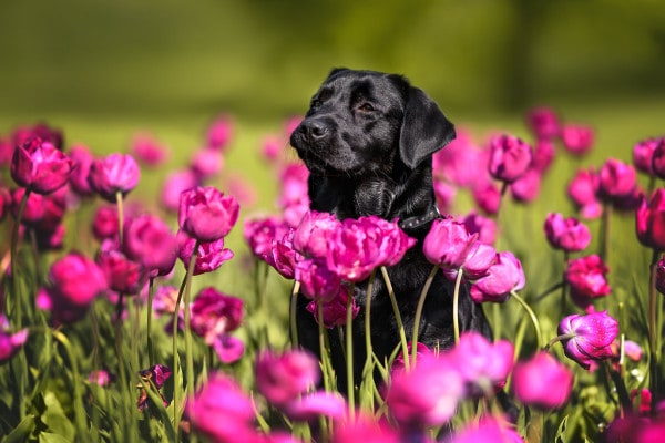 Black Labrador Retriever dog sitting amont bright pink tulips