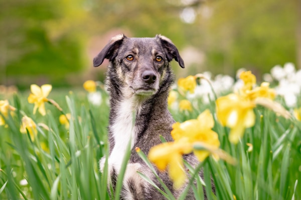 Hound mix sitting tall in a field of daffodils, photo