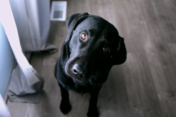 Black lab who had a TPLO looking upwards at the camera