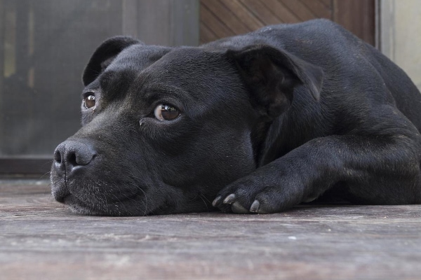 Black Pit Bull lying on the floor.