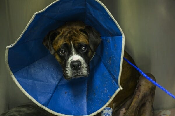 Boxer in a kennel post surgery wearing a soft e-collar