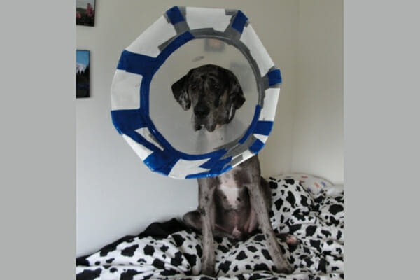 Oliver, a merle Great Dane dog, wearing his makeshift e-collar following TPLO surgery