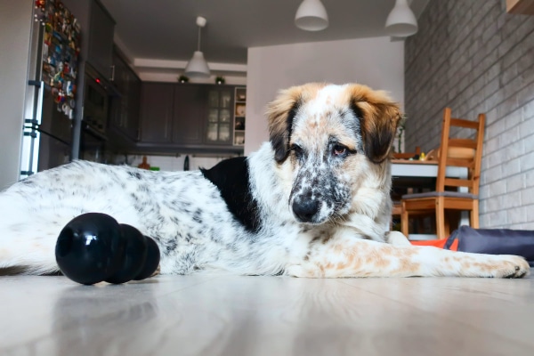 Australian Shepherd mix looking at a black Kong toy on the floor.