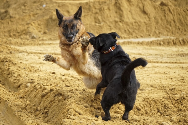 German Shepherd and Black Lab playing rough in a sand pit.