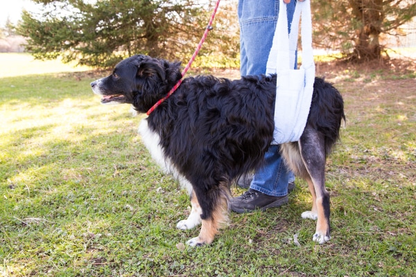Bernese Mountain Dog after surgery being held up with a sling, which is a product that may help with TPLO recovery