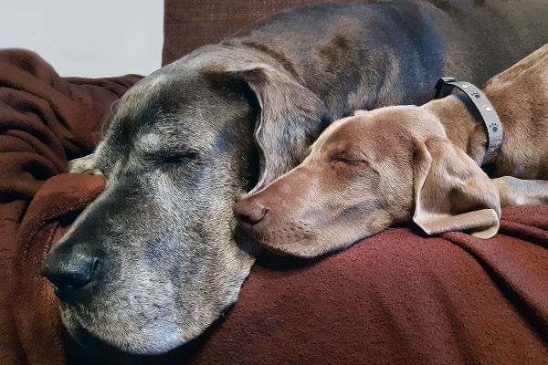 Senior Great Dane sleeping on the couch with a Weimaraner puppy.
