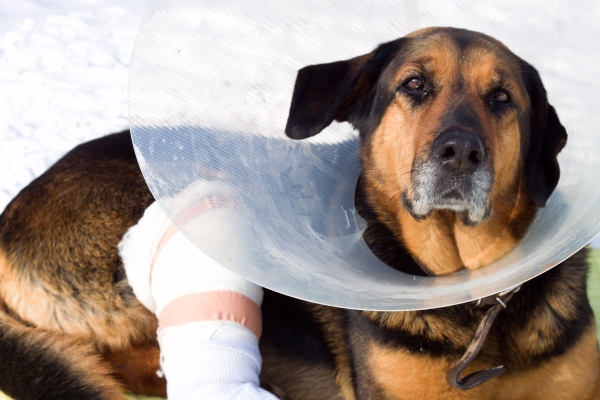 German Shepherd mix with a bandaged hind leg wearing an e-collar, like dogs do during TPLO recovery