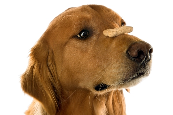 Golden Retriever balancing a dog treat on his nose as an example of a trick to teach your dog during TPLO recovery