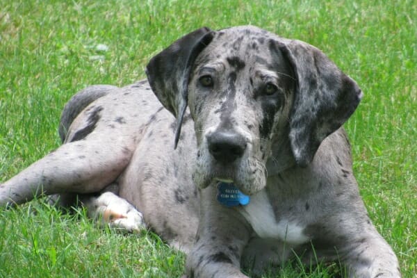 A Merle Great Dane puppy named Oliver lying in the grass before his TPLO surgery 