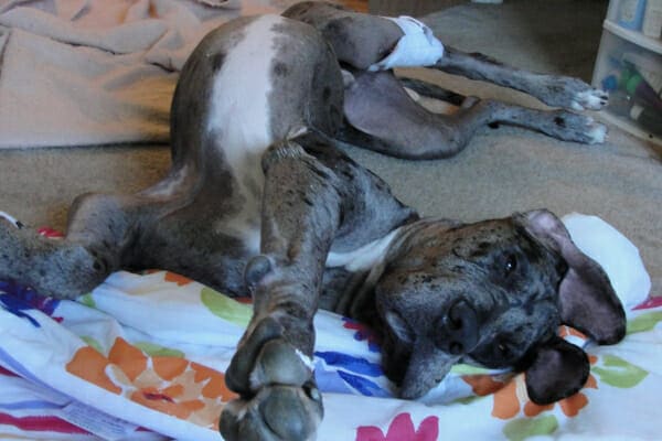 Oliver, a merle Great Dane dog, laying on the floor after his TPLO surgery