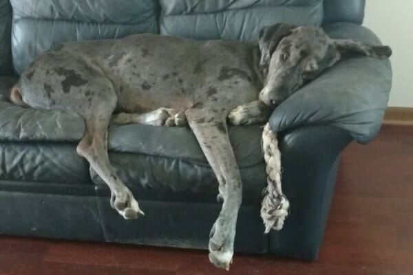 Oliver, a merle Great Dane, sleeping on the couch