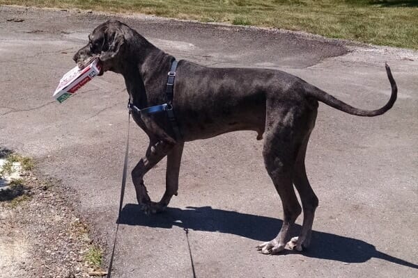 Oliver, a merle Great Dane, out for a walk with his owner