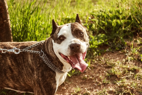 Brindle and white Pit Bull on a leash out for a walk.