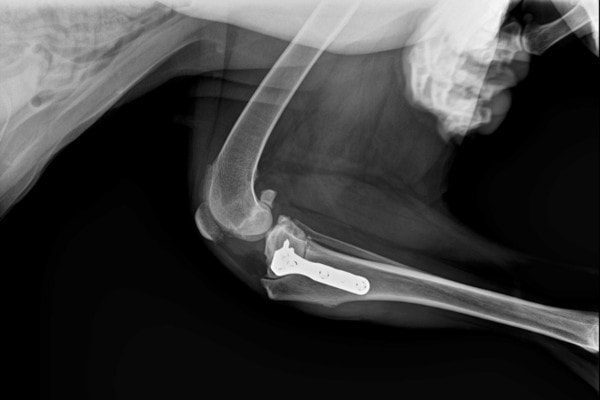 radiograph of a dog post TPLO surgery