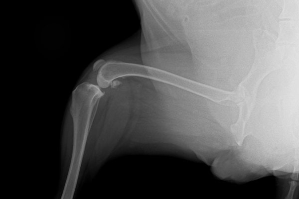 A radiograph (X-ray) of a dog's stifle