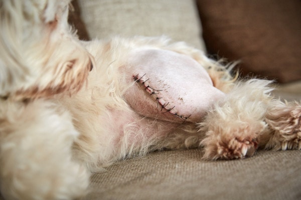 Small dog with a closed incision over his knee from surgery