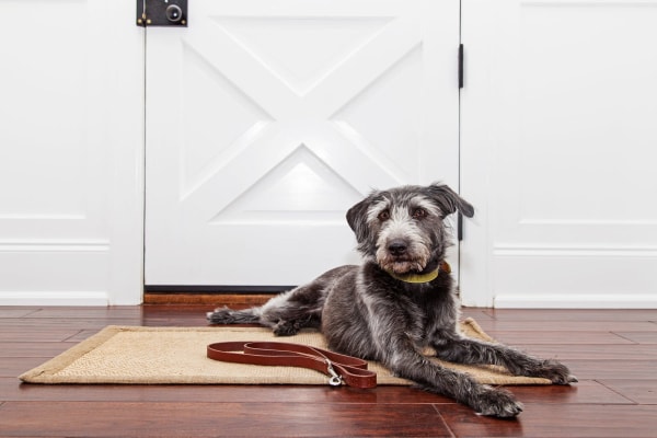 Senior Terrier Mix lying in front of the front door with a leash.