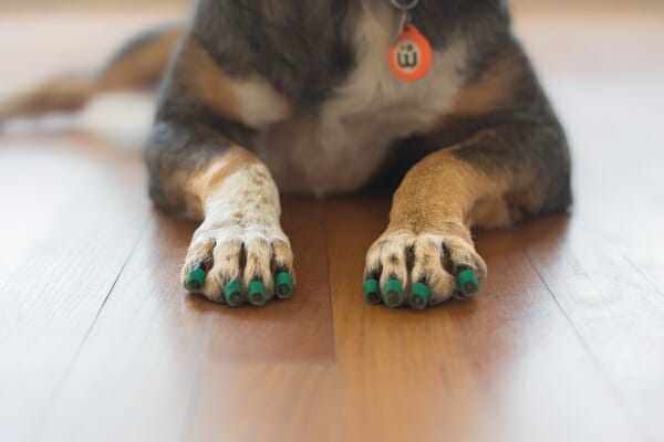 Dog wearing Dr. Buzby's ToeGrips® to prevent slipping 