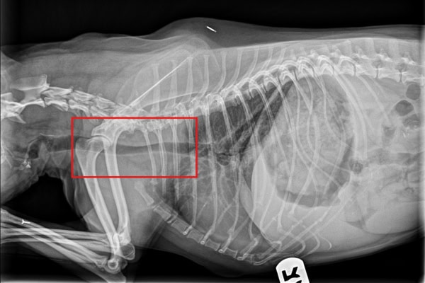 X-ray of a dog with collapsing trachea