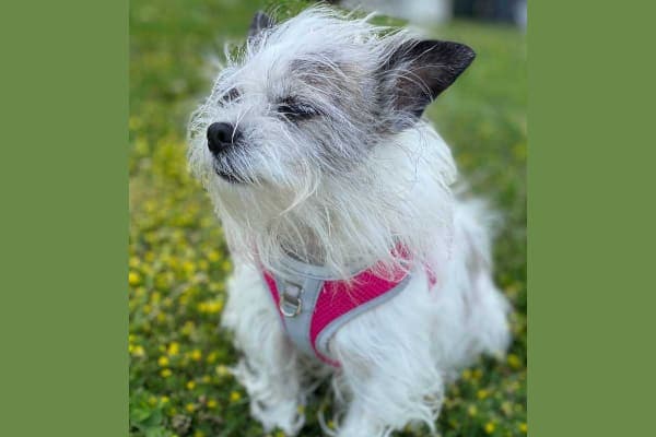 Fiona wearing a walking harness as a way to reduce pressure on airways, photo