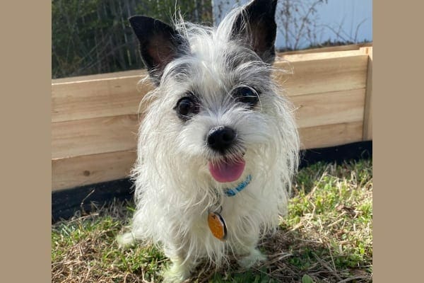 Fiona, a small dog who suffered collapsing trachea, now happy in the backyard, photo
