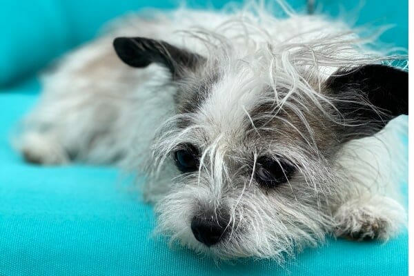 Small dog who suffered from collapsing trachea lying down on a blue couch, photo