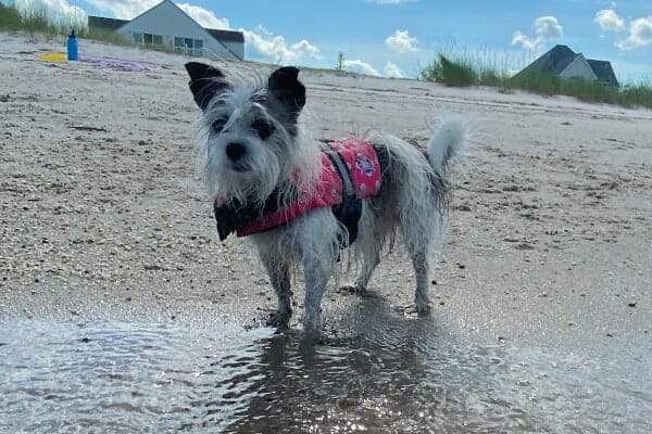 Fiona, a dog who suffered from a collapsed trachea, now happy on the beach wearing a life jacket, photo