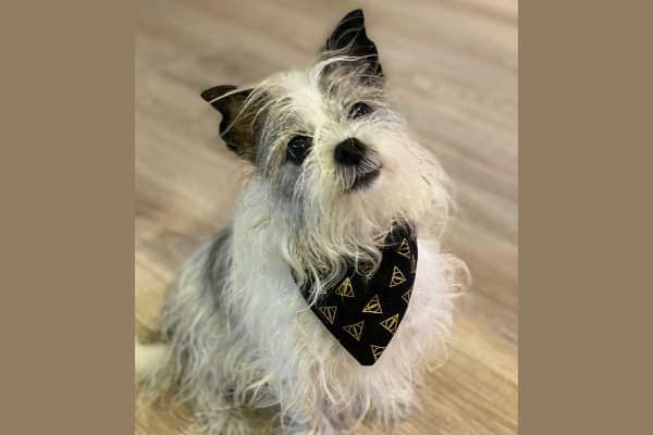 Fiona, a small dog who suffered from collapsing trachea, wearing a handkerchief and sitting, photo