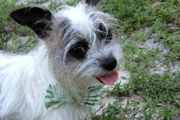 Fiona in the yard wearing a bowtie, photo