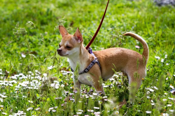 Dog on a harness due to collapsing trachea