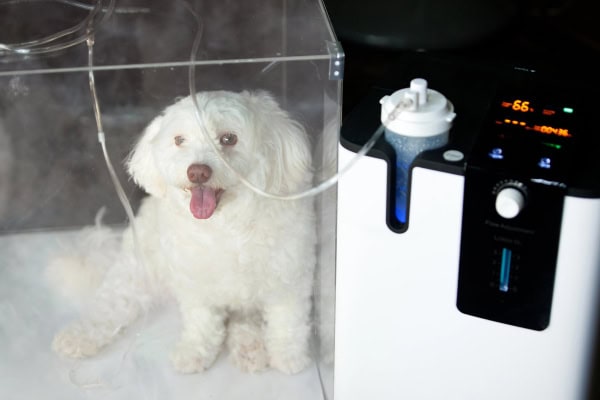 Dog in a DIY Oxygen cage due to collapsing trachea