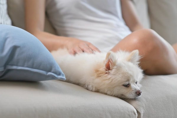 Older dog with collapsing trachea laying on the couch