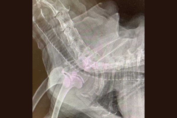 Thoracic X-ray of a dog showcasing a collapsing trachea.