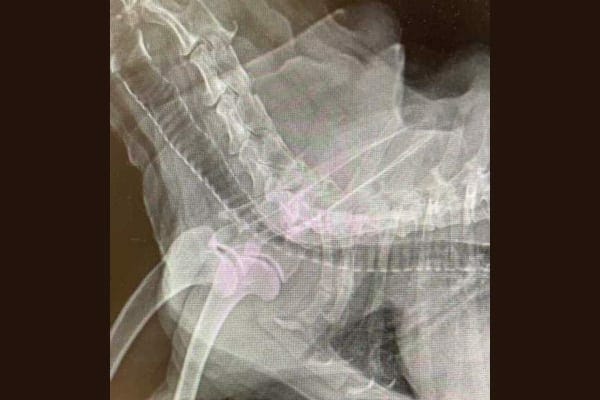 X-ray of a dog's trachea highlighting the collapsed area, photo