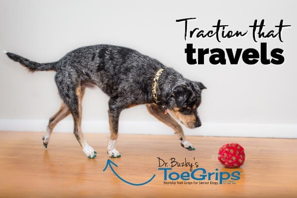 dog walking on hardwood floors with ToeGrips dog nail grips, a dog mobility aid for traction, photo