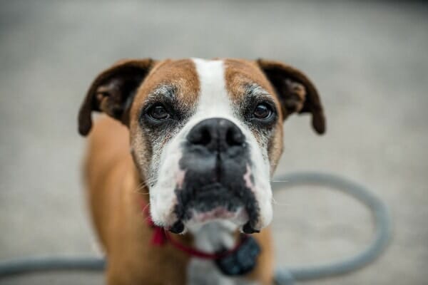 Senior Boxer face, photo