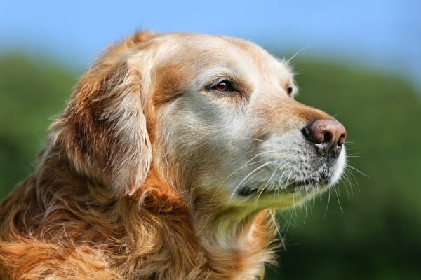 Senior Golden Retriever, photo