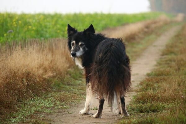 Senior border collie on a path, looking back, photo