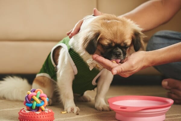 Pekingese dog being given Tramadol pills, which usually taste bitter, photo