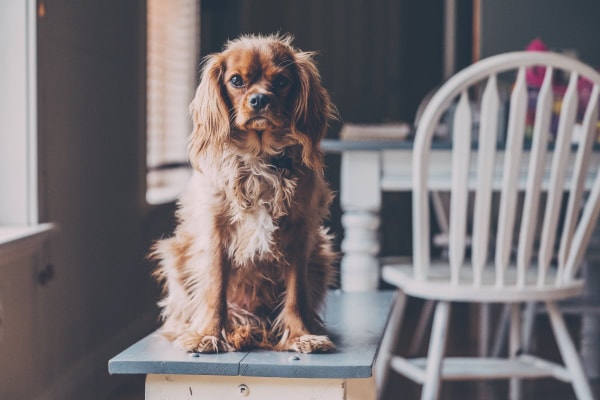 Cocker Spaniel  sitting on a bench in the kitchen as if ready for a pet parent to give him trazodone