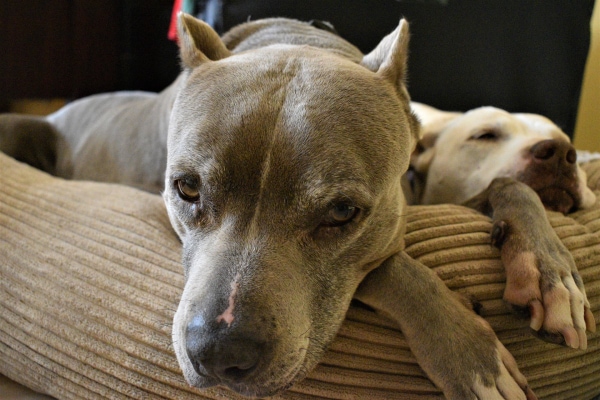 Dog sleeping in bed after getting trazodone