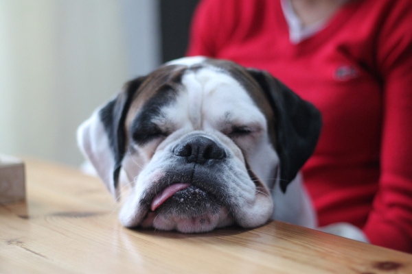 Boxer sleeping with head on table after getting some Trazodone.